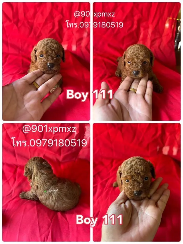 ชายล้วน พุดเดิ้ลทอย ขนแน่น ขาสั้น เกรดพรีเมียม poodletoy tcup