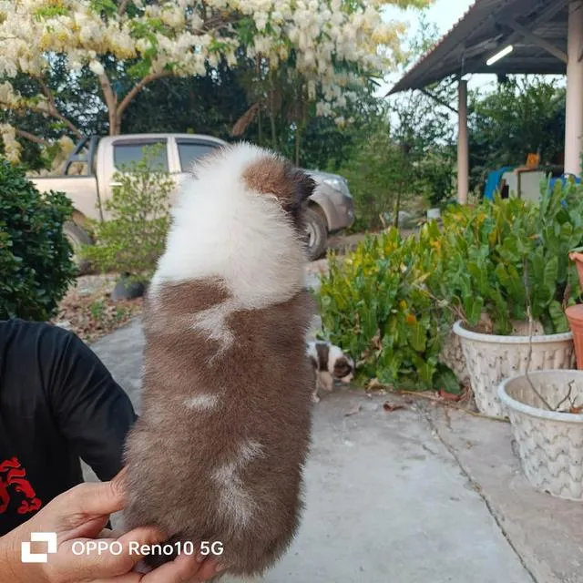 สุนัขพันธุ์ไทยบางแก้ว