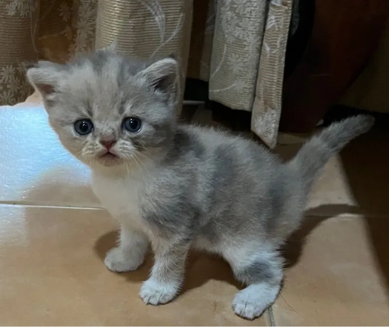 ลูกสก๊อตติชแท้