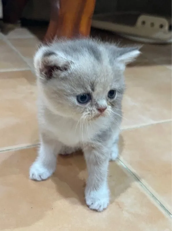 ลูกสก๊อตติชแท้
