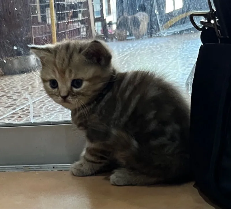 ลูกสก๊อตติชแท้