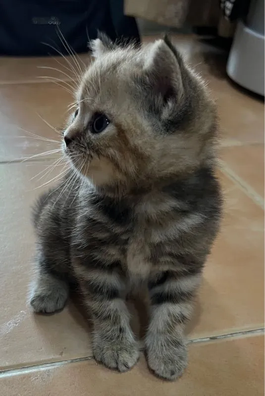 ลูกสก๊อตติชแท้