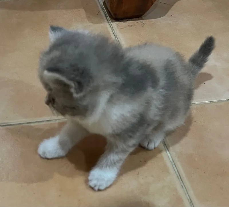ลูกสก๊อตติชแท้
