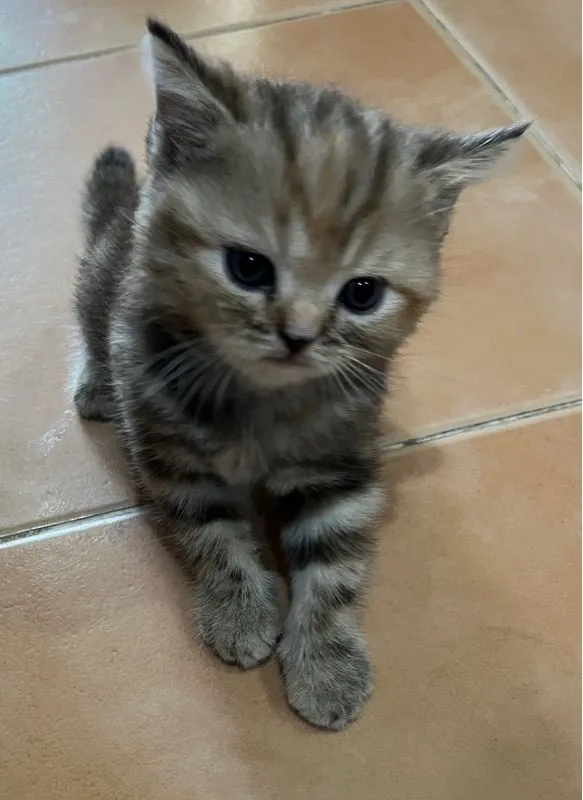ลูกสก๊อตติชแท้