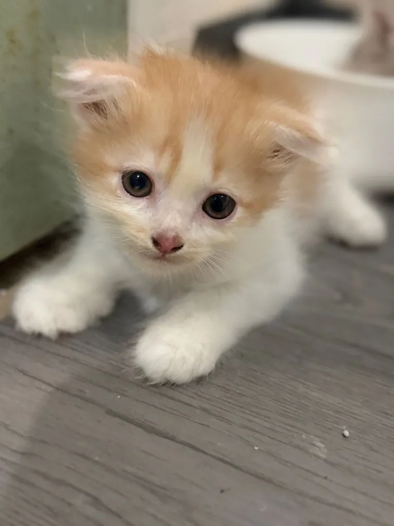 หาบ้านให้น้องแมวด่วนๆชลบุรี