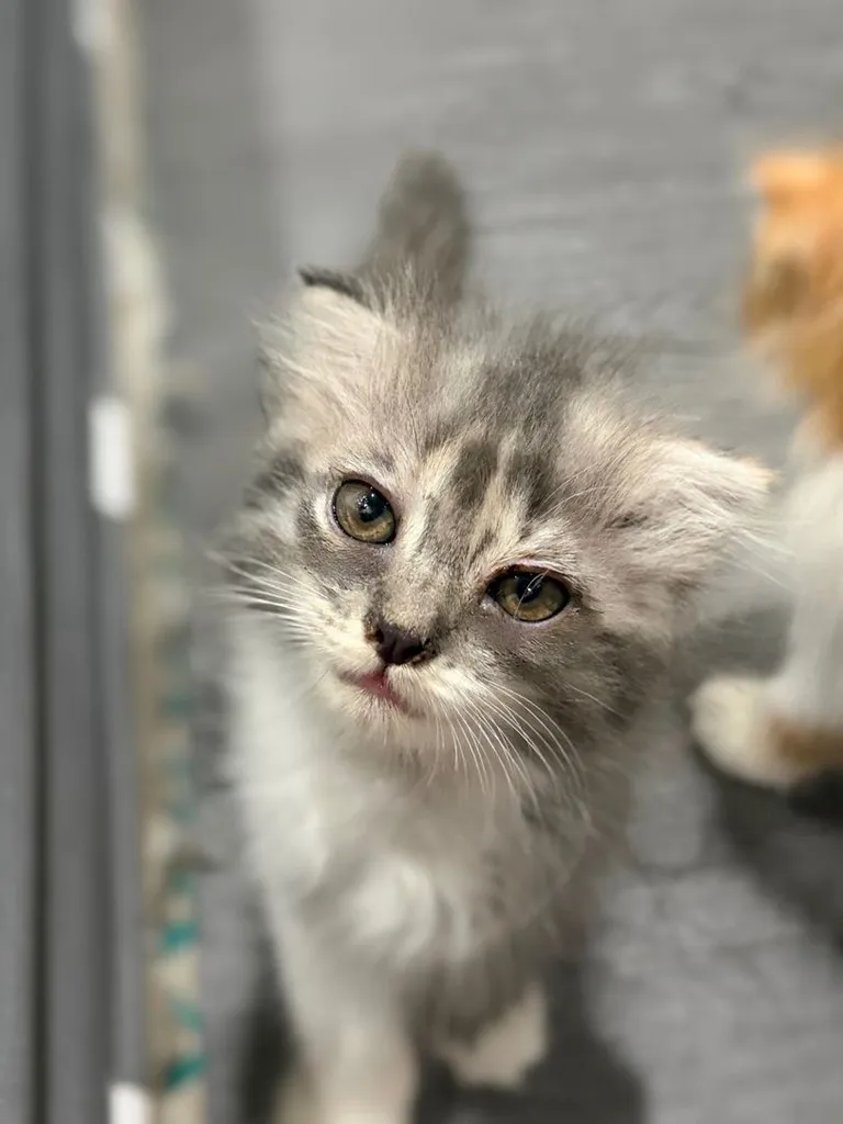 หาบ้านให้น้องแมวด่วนๆชลบุรี