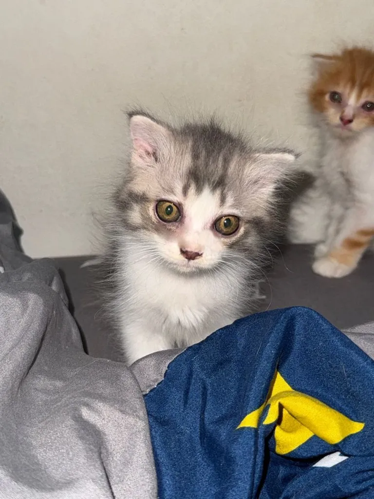 หาบ้านให้น้องแมวด่วนๆชลบุรี