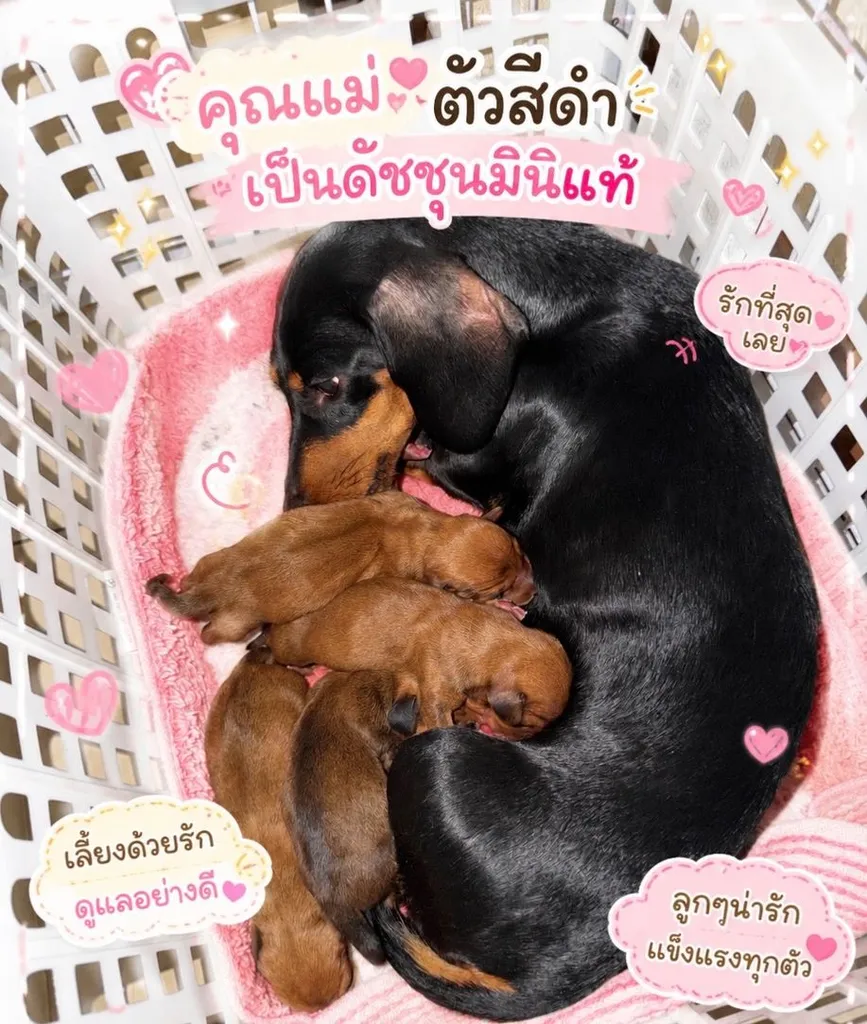ดัชชุน