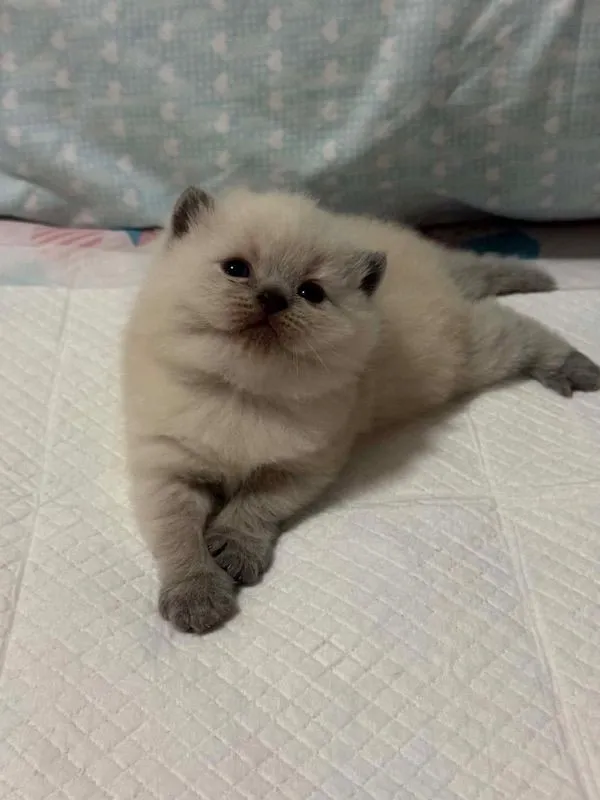สก็อตติช