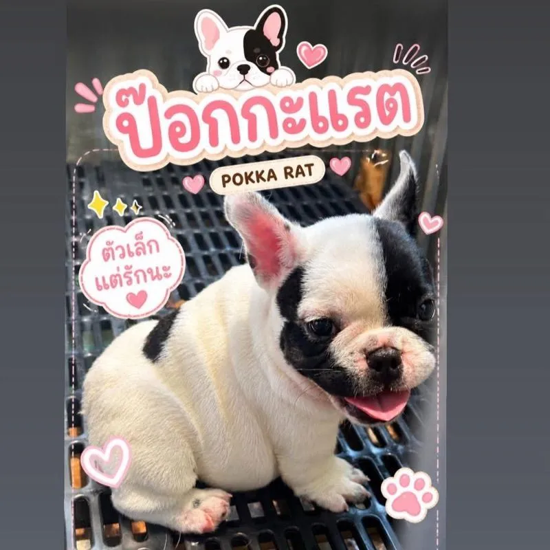 เฟรนบลูด็อก เพศหญิง