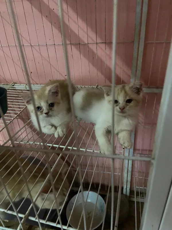 แมวน้อย