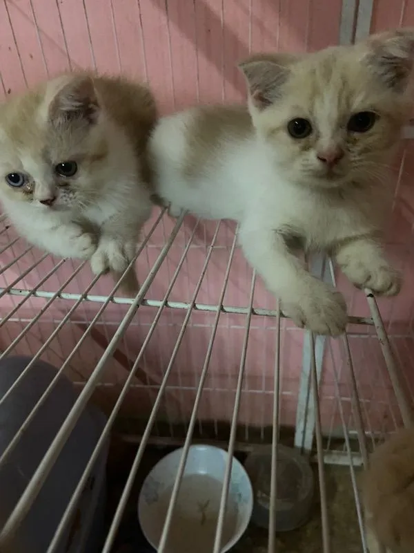 แมวน้อย
