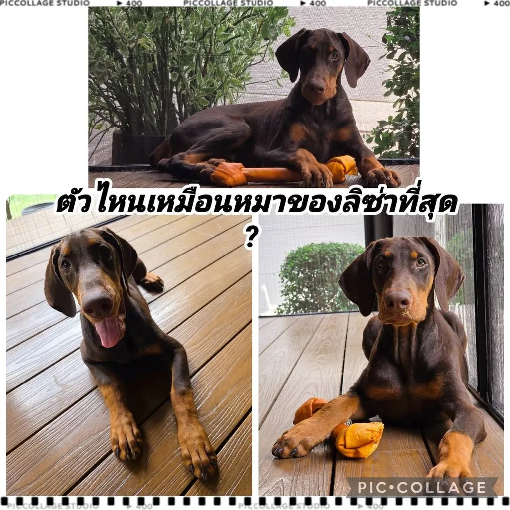 ลูกหมา Doberman Pure Bred Champion Line เพศเมีย 3 ตัว สีแดง มีใบ Pedigree Certificate วัคซีนครบ ตัดหางแล้ว Limited Edition ไม่ผสมอีกแล้ว