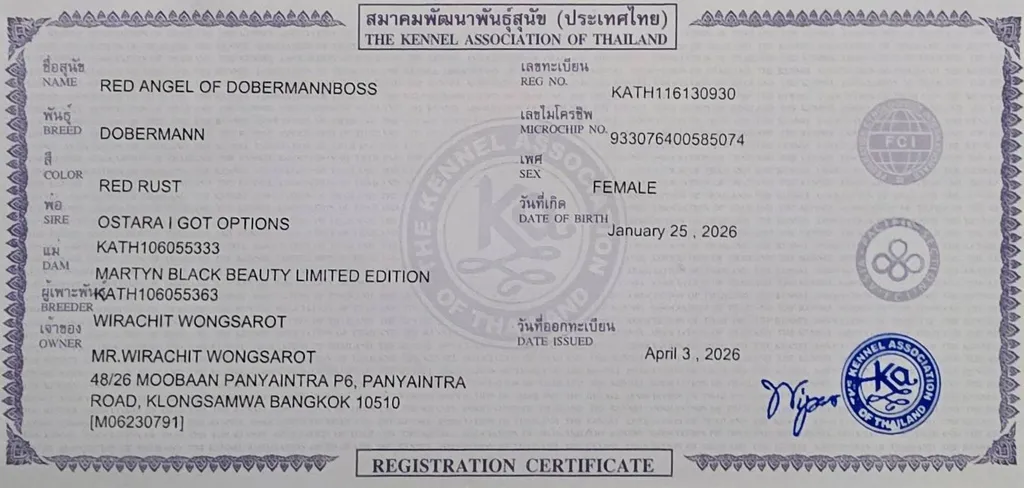 ลูกหมา Doberman Pure Bred Champion Line เพศเมีย 3 ตัว สีแดง มีใบ Pedigree Certificate วัคซีนครบ ตัดหางแล้ว Limited Edition ไม่ผสมอีกแล้ว