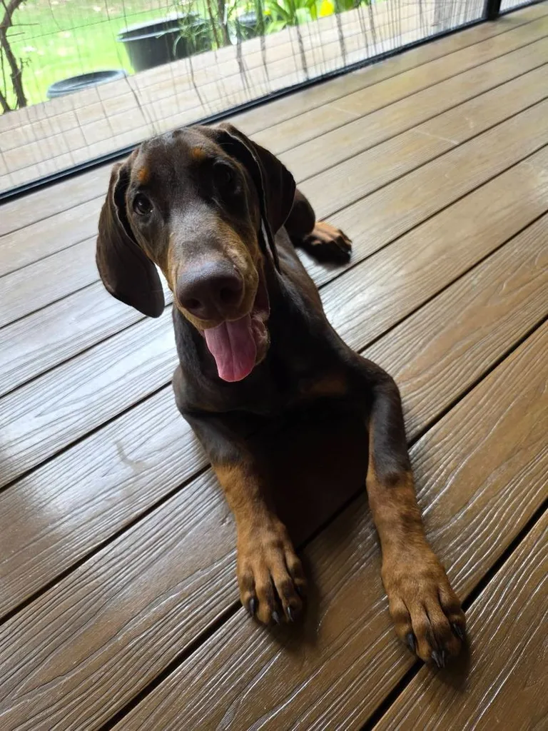 ลูกหมา Doberman Pure Bred Champion Line เพศเมีย 3 ตัว สีแดง มีใบ Pedigree Certificate วัคซีนครบ ตัดหางแล้ว Limited Edition ไม่ผสมอีกแล้ว