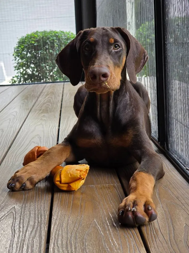 ลูกหมา Doberman Pure Bred Champion Line เพศเมีย 3 ตัว สีแดง มีใบ Pedigree Certificate วัคซีนครบ ตัดหางแล้ว Limited Edition ไม่ผสมอีกแล้ว