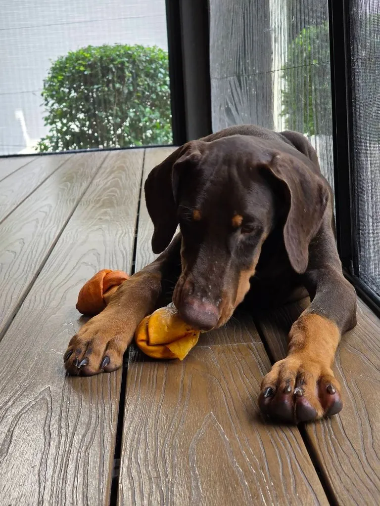 ลูกหมา Doberman Pure Bred Champion Line เพศเมีย 3 ตัว สีแดง มีใบ Pedigree Certificate วัคซีนครบ ตัดหางแล้ว Limited Edition ไม่ผสมอีกแล้ว