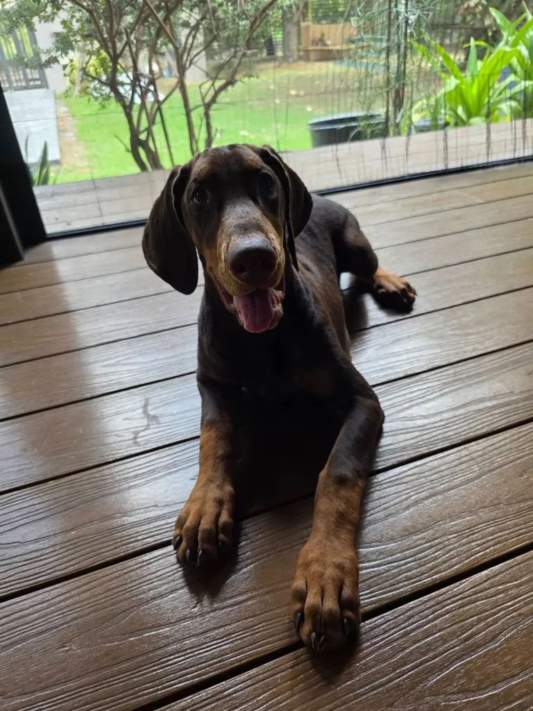 ลูกหมา Doberman Pure Bred Champion Line เพศเมีย 3 ตัว สีแดง มีใบ Pedigree Certificate วัคซีนครบ ตัดหางแล้ว Limited Edition ไม่ผสมอีกแล้ว