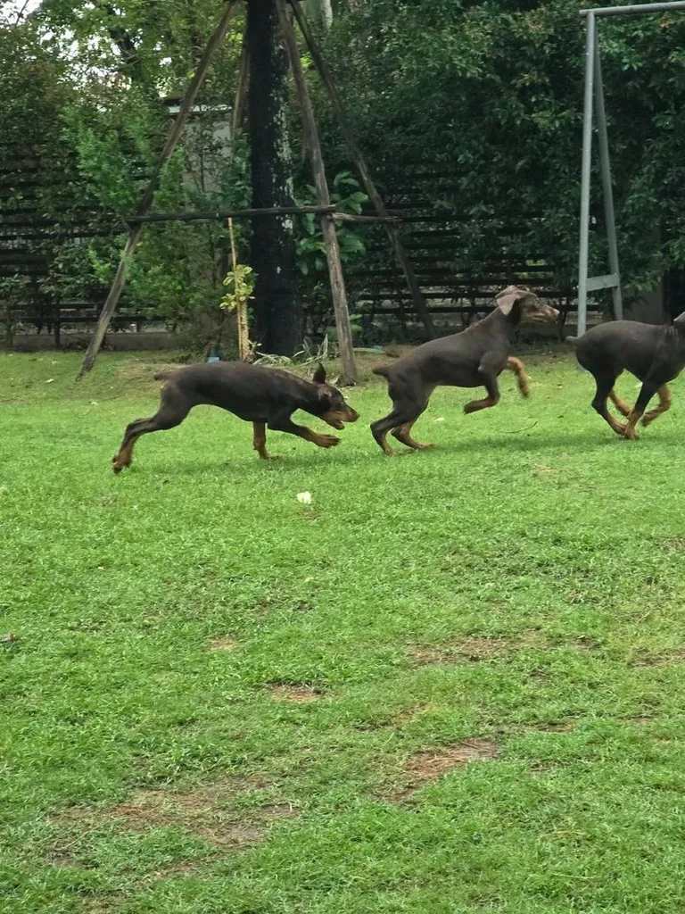ลูกหมา Doberman Pure Bred Champion Line เพศเมีย 3 ตัว สีแดง มีใบ Pedigree Certificate วัคซีนครบ ตัดหางแล้ว Limited Edition ไม่ผสมอีกแล้ว