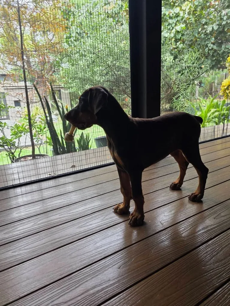 ลูกหมา Doberman Pure Bred Champion Line เพศเมีย 3 ตัว สีแดง มีใบ Pedigree Certificate วัคซีนครบ ตัดหางแล้ว Limited Edition ไม่ผสมอีกแล้ว