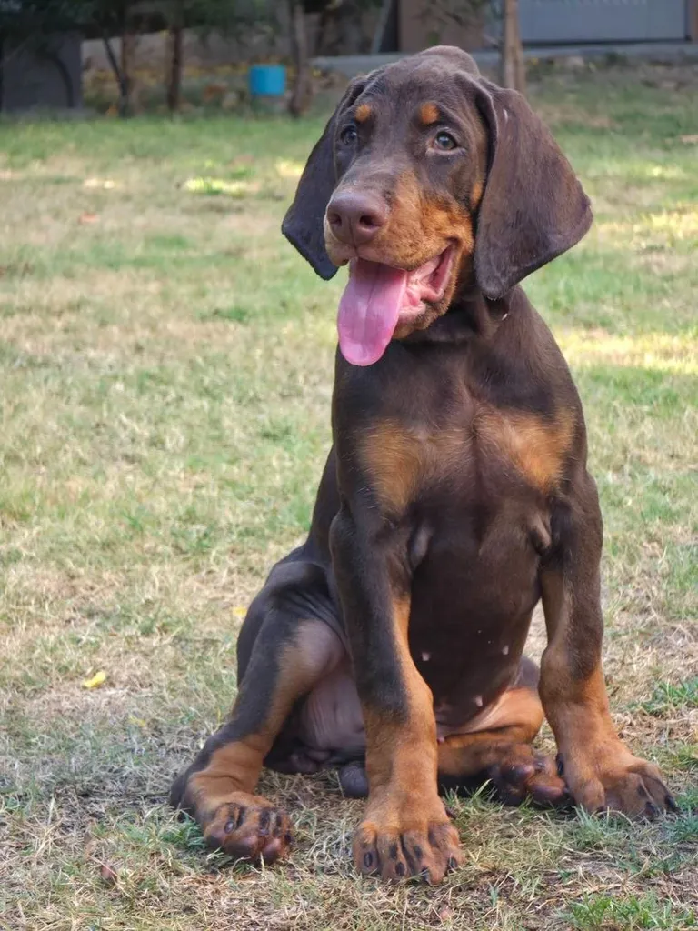 ลูกหมา Doberman Pure Bred Champion Line เพศเมีย 3 ตัว สีแดง มีใบ Pedigree Certificate วัคซีนครบ ตัดหางแล้ว Limited Edition ไม่ผสมอีกแล้ว