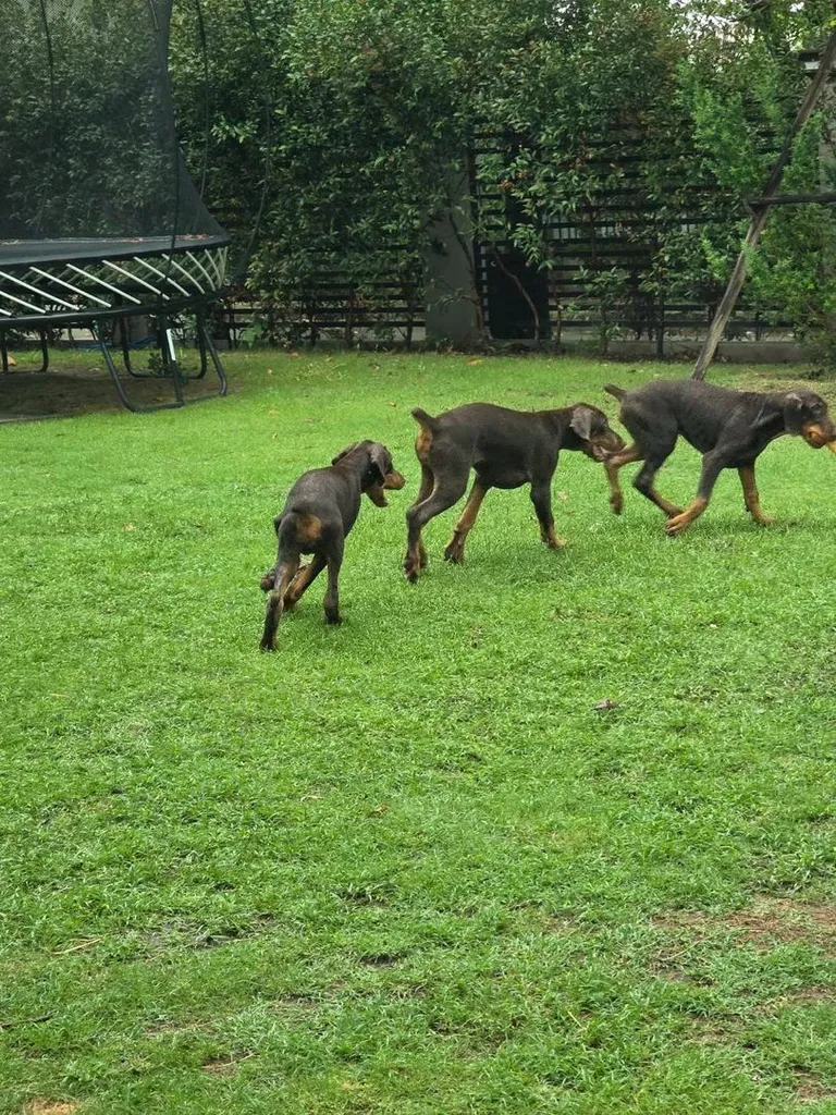 ลูกหมา Doberman Pure Bred Champion Line เพศเมีย 3 ตัว สีแดง มีใบ Pedigree Certificate วัคซีนครบ ตัดหางแล้ว Limited Edition ไม่ผสมอีกแล้ว