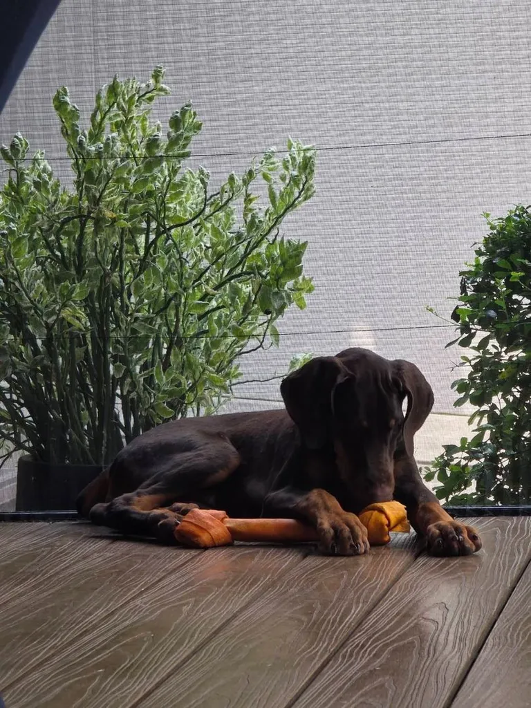 ลูกหมา Doberman Pure Bred Champion Line เพศเมีย 3 ตัว สีแดง มีใบ Pedigree Certificate วัคซีนครบ ตัดหางแล้ว Limited Edition ไม่ผสมอีกแล้ว