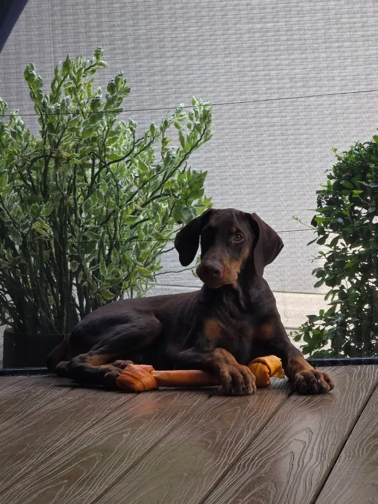 ลูกหมา Doberman Pure Bred Champion Line เพศเมีย 3 ตัว สีแดง มีใบ Pedigree Certificate วัคซีนครบ ตัดหางแล้ว Limited Edition ไม่ผสมอีกแล้ว