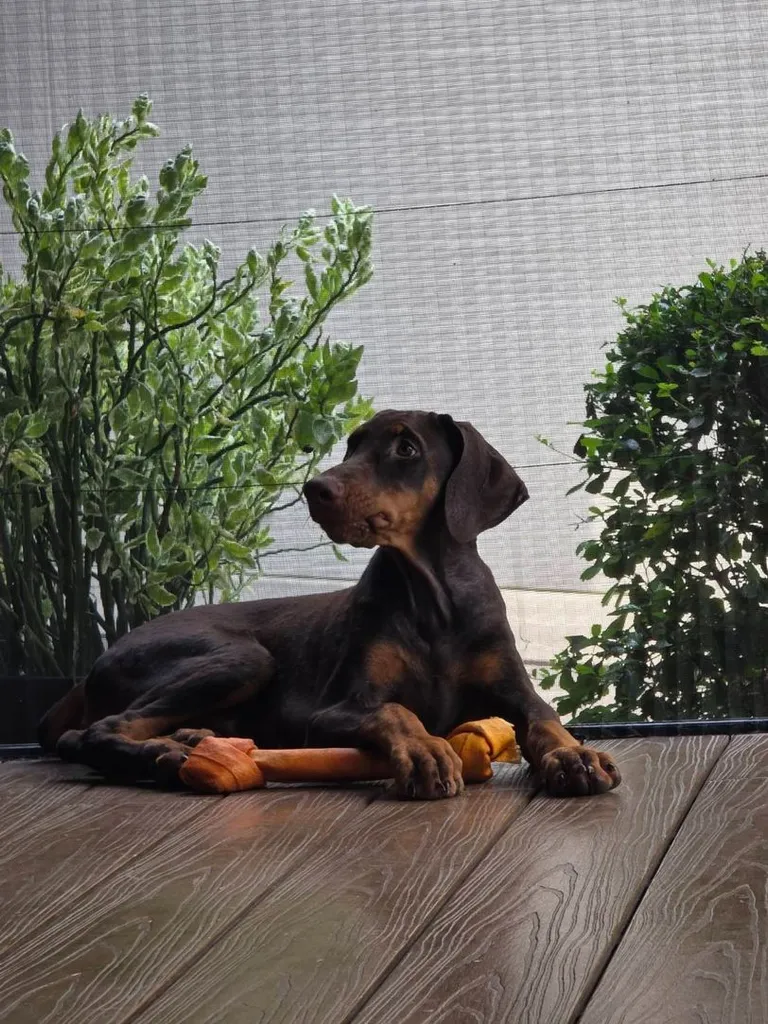 ลูกหมา Doberman Pure Bred Champion Line เพศเมีย 3 ตัว สีแดง มีใบ Pedigree Certificate วัคซีนครบ ตัดหางแล้ว Limited Edition ไม่ผสมอีกแล้ว