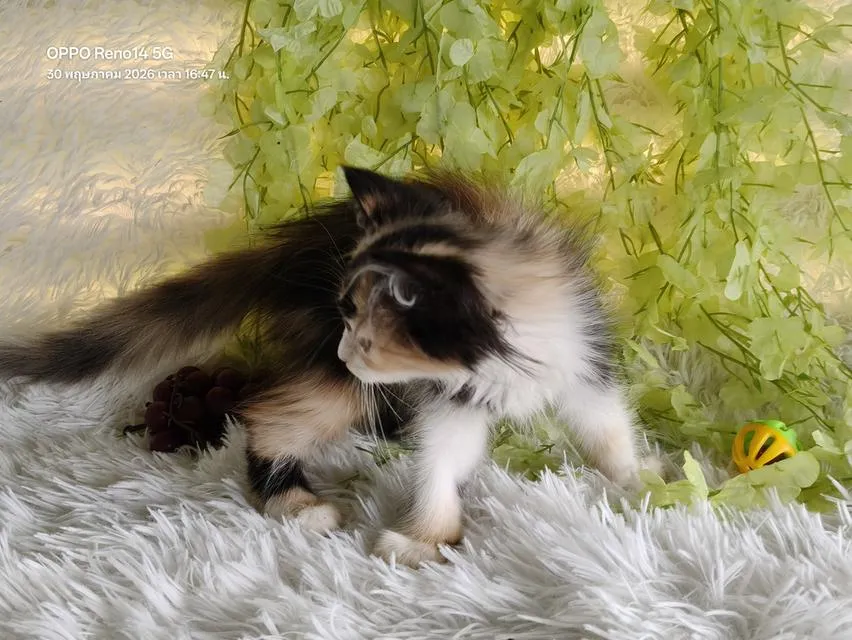 ขายลูกแมวเปอร์เซียสามสี