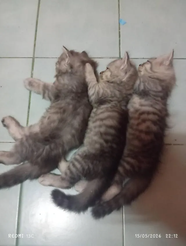 ลูกแมวเปอร์เซียอเมริกันช็อตแฮร์อายุ 2 เดือนจำนวน 3 ตัวเพศเมีย