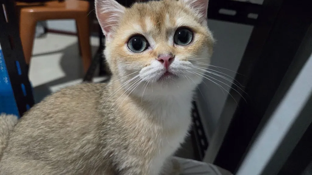 สัตว์