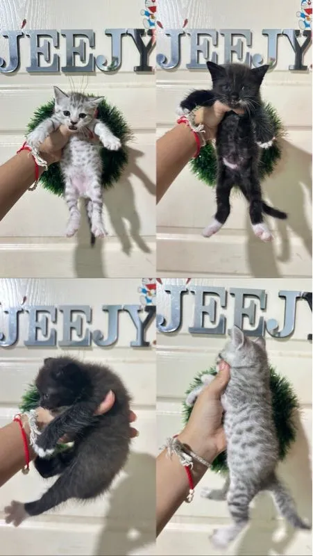 ลูกแมว ตัวอ้วนๆ