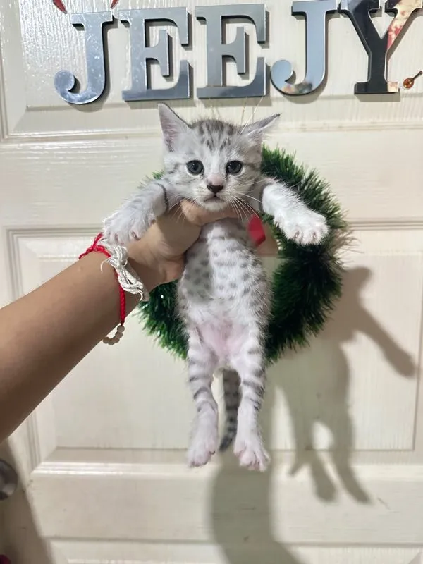ลูกแมว ตัวอ้วนๆ