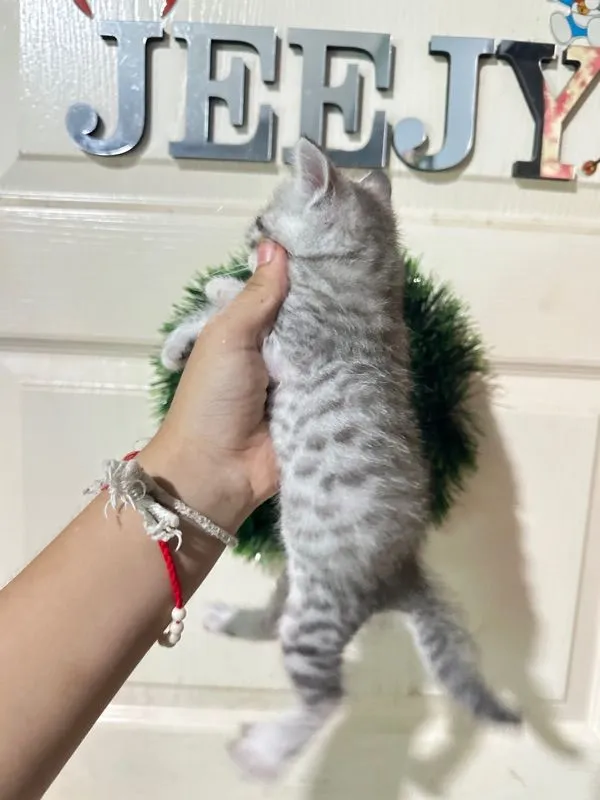 ลูกแมว ตัวอ้วนๆ