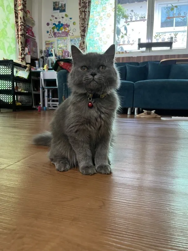 (ลดประชากร)ดช Scottish longhair สีบลู5เดือน