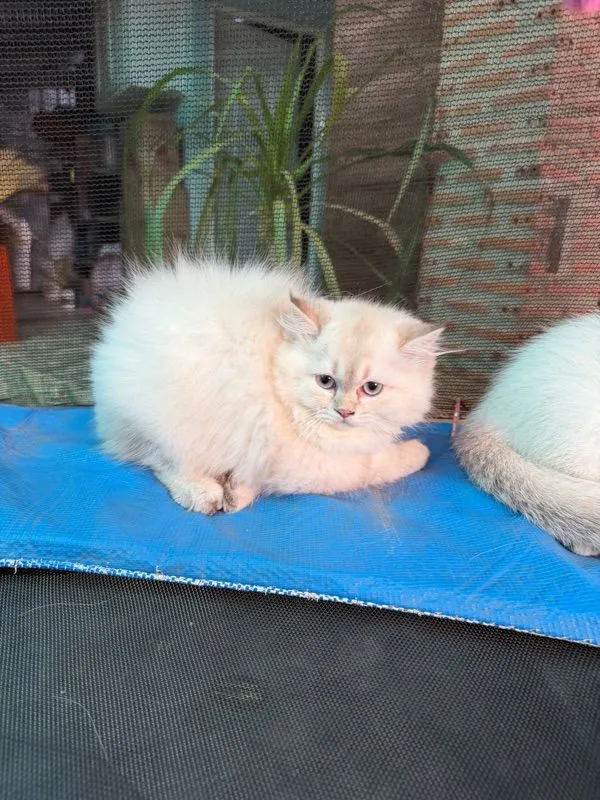 แมวบริติช
