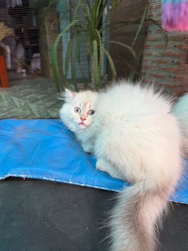 แมวบริติช