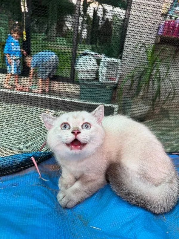 แมวบริติช