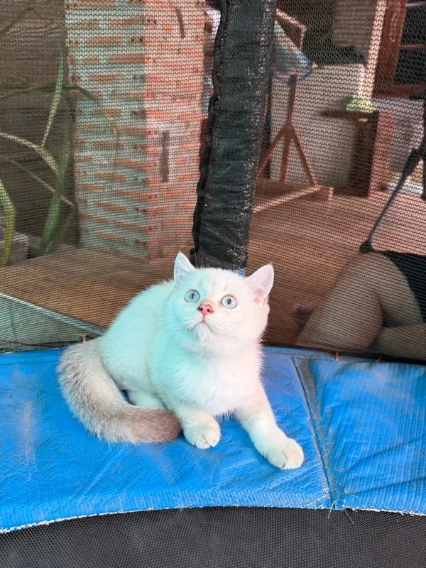 แมวบริติช