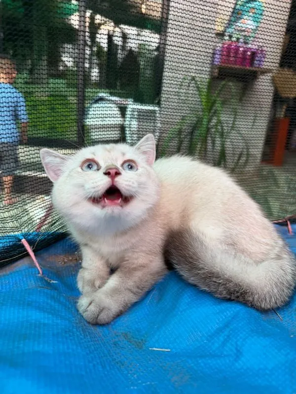 แมวบริติช