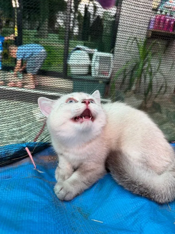 แมวบริติช