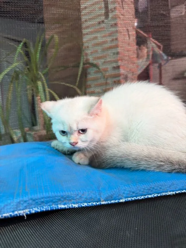 แมวบริติช