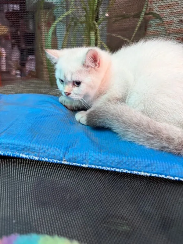 แมวบริติช