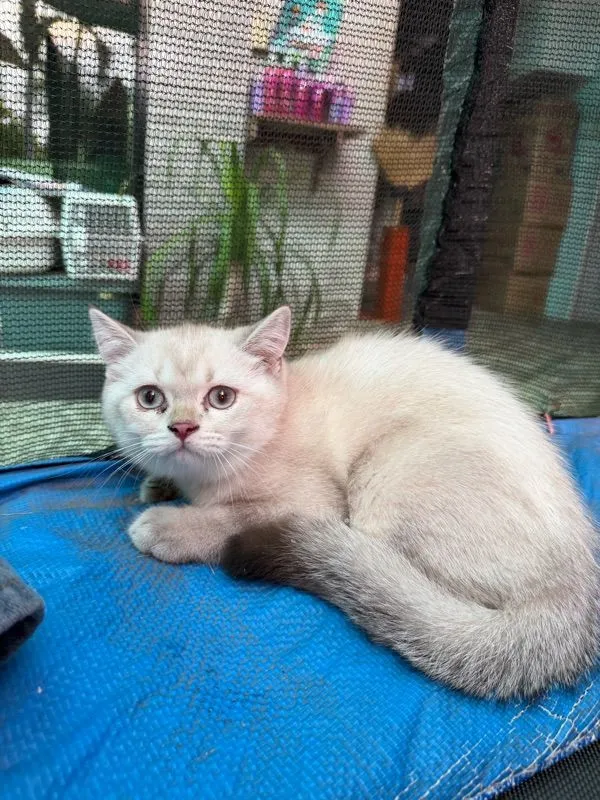 แมวบริติช