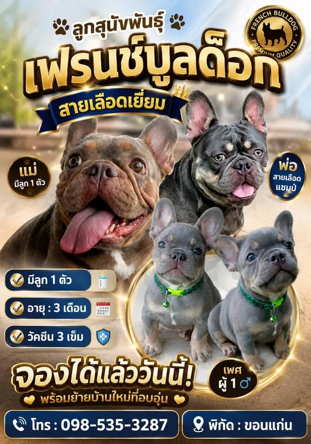 ลูกสุนัขพันธุ์เฟรนบูล็อกสีแทน