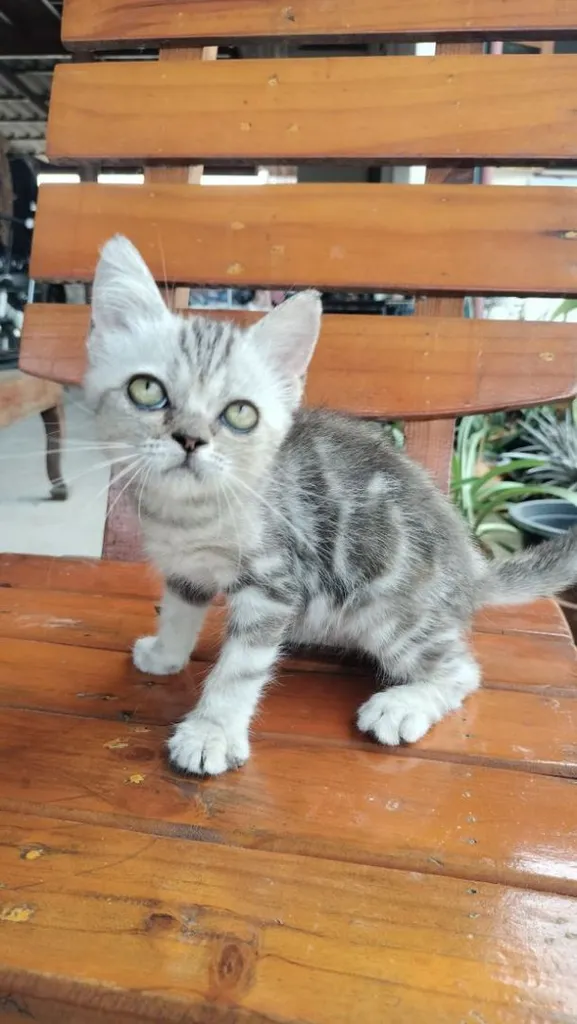 สกอตติช
