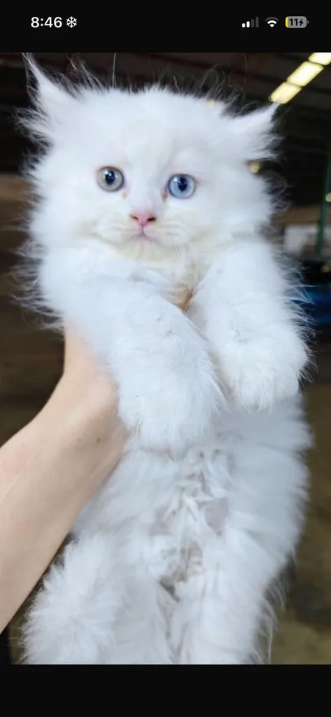 White fluffy persian cat