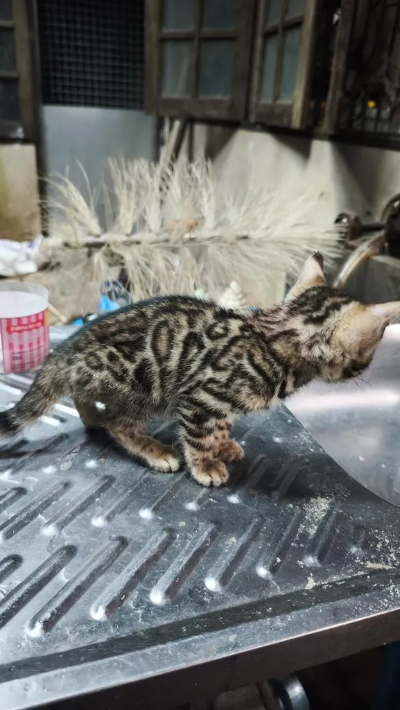 ลูกแมวเบงกอลอยู่อุบลครับ