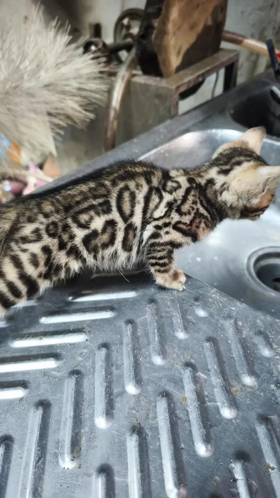 ลูกแมวเบงกอลอยู่อุบลครับ